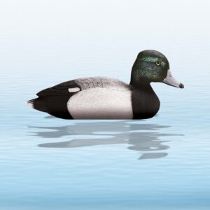 Balabán Tufted Duck chocholačka vrkočatá - sliepka-Poľovnícke potreby > Doplnky na lov > Balabány