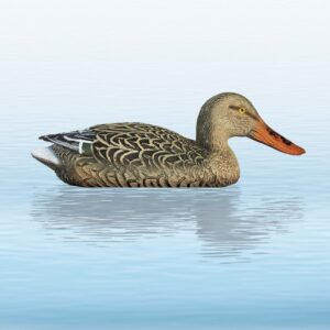 Balabán Shoveler Hen kačica lyžičiarka - sliepka-Poľovnícke potreby > Doplnky na lov > Balabány